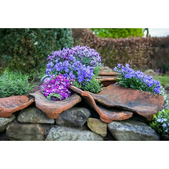 Piardino Blaukissen - Aubrieta x cultorum, Violett, Topfgröße: 13 cm - Rustikale Blumenarrangements mit violetten Glockenblumen und Steinmauer, die eine natürliche Schönheit im Garten präsentieren.