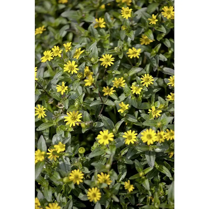 Piardino Husarenkopf - Sanvitalia procumbens, Topfgröße: 13 cm, Gelb - Eine Nahaufnahme von einer Gruppe gelber Sternmargeriten zwischen den grünen Blättern.