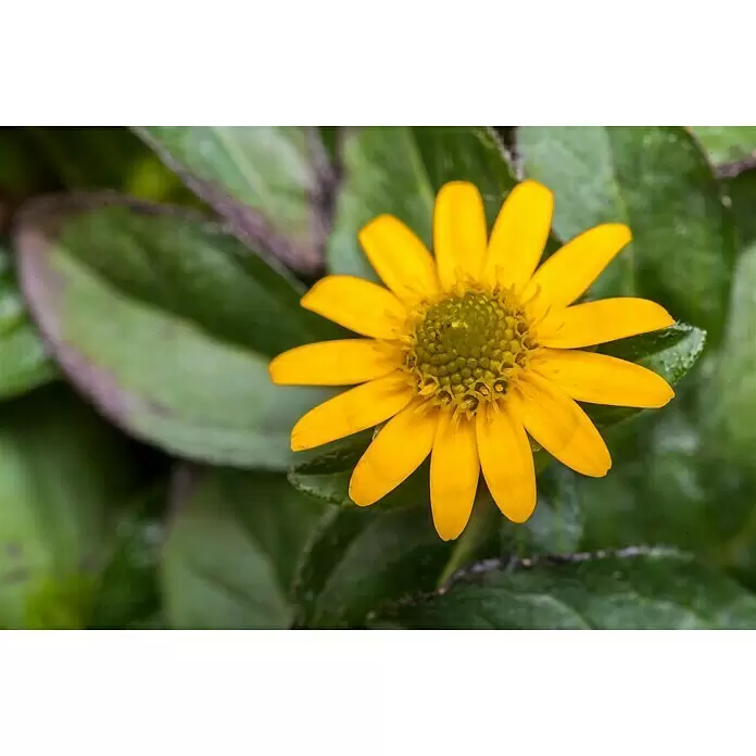 Piardino Husarenkopf - Sanvitalia procumbens, Topfgröße: 13 cm, Gelb - Stimmungsaufnahme