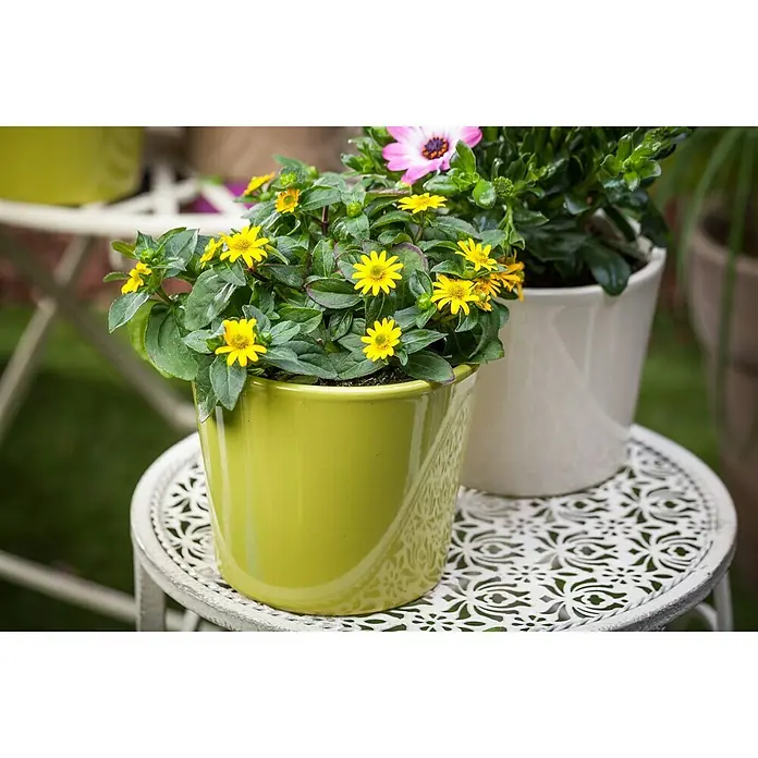 Piardino HusarenkopfSanvitalia procumbens, Topfgröße: 13 cm, Gelb - Gelber Topf mit leuchtend gelben Blüten auf einem dekorativen Tisch. Eine fröhliche Dekoration für Garten oder Balkon.