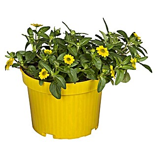 Piardino Husarenkopf (Sanvitalia procumbens, Topfgröße: 13 cm, Gelb)
