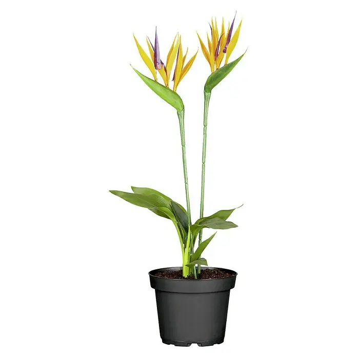 Piardino Königs-Strelitzie mit Seidenblüte - Strelitzia reginae, Topfgröße: 12 cm - Ein künstlicher Paradiesvogel in einem schwarzen Topf, mit lebensechten Details, die eine exotische Note in jeden Raum bringen.