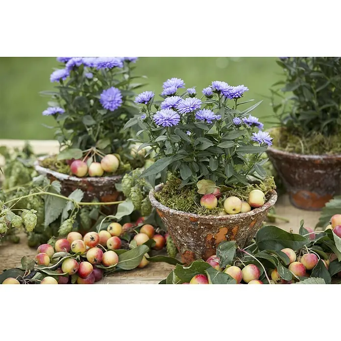 Piardino Glattblatt-Aster - Aster novi belgii, verschiedene Farben - Nahaufnahme von drei Tontöpfen mit blauen Astern und Äpfeln, die eine rustikale und natürliche Dekoration darstellen.