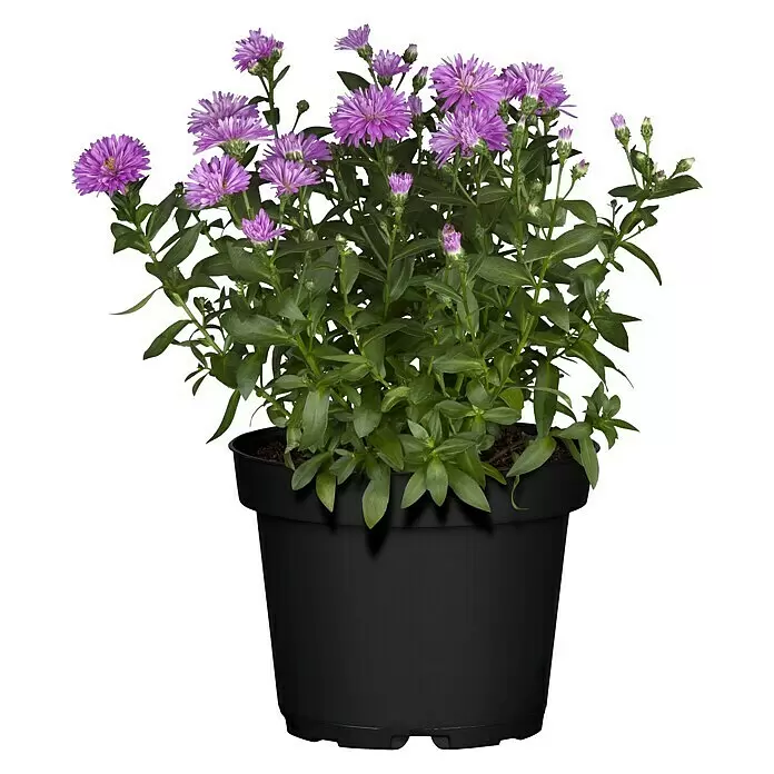 Piardino Glattblatt-AsterAster novi belgii, Blau