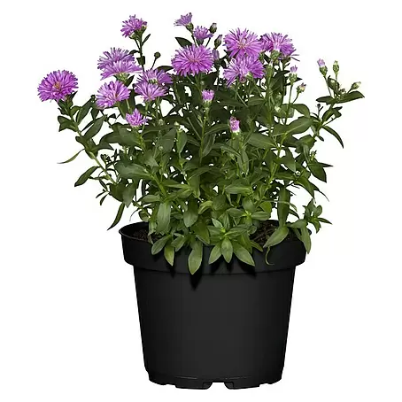 Piardino  Glattblatt-Aster