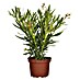 Piardino Oleander 