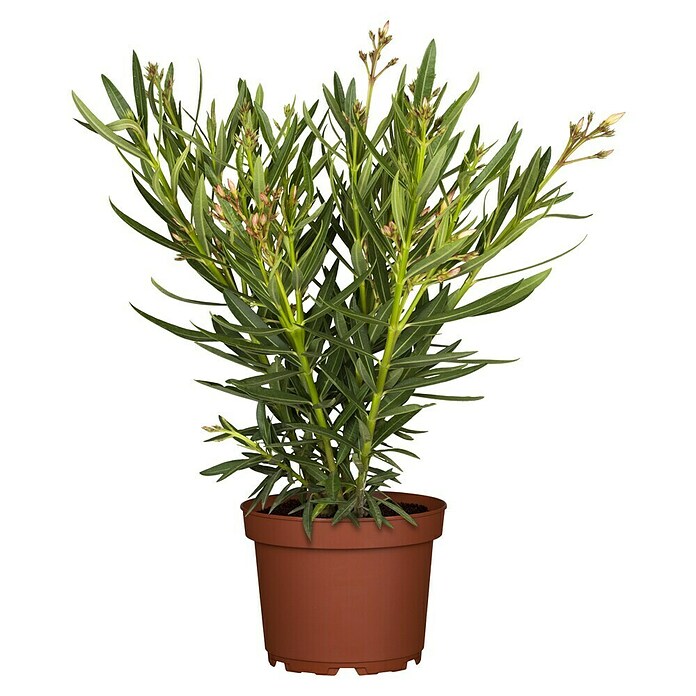 Nerium oleander 18 3bis 5 Triebe