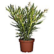 Nerium oleander 18 3bis 5 Triebe