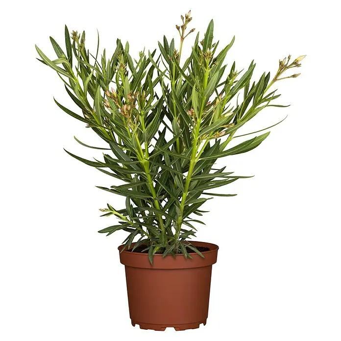 Piardino Oleander - Nerium oleander, Weiß/Gelb/Rosa - Oleander-Pflanze in einem braunen Topf. Die Pflanze hat lange, grüne Blätter und rosa Blütenknospen. Ideal für Garten oder Terrasse.
