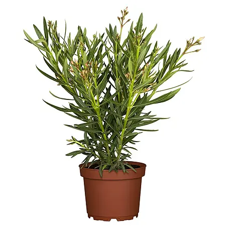 Piardino  Oleander