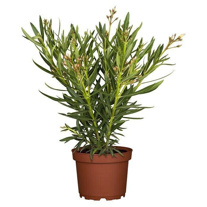 Nerium oleander 18 3bis 5 Triebe