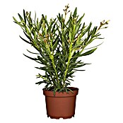 Nerium oleander 18 3bis 5 Triebe