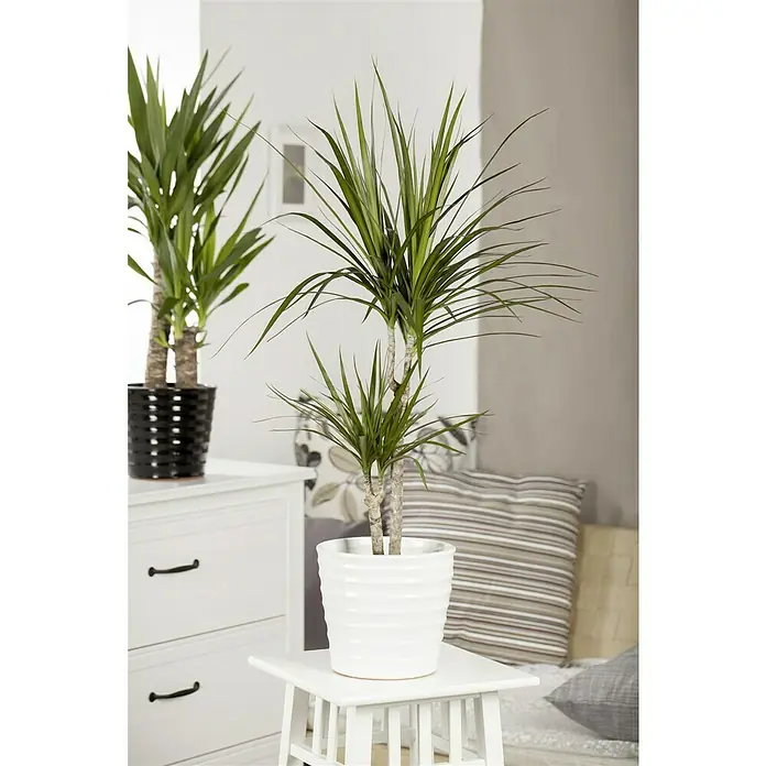 Piardino Drácena marginata - Dracaena marginata, Tamaño de maceta: 21 cm, Verde - Planta de interior decorativa en maceta blanca sobre una mesa auxiliar. Una segunda planta está sobre una cómoda al fondo.