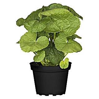 Piardino Staude Stockrose (Alcea rosea, Topfgröße: 13 cm)