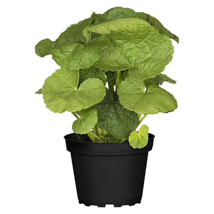 Piardino Staude Stockrose - Alcea rosea, Topfgröße: 13 cm - Ein Topf mit einem üppigen Wasabi-Pflanze, dessen große, grüne Blätter in einem schwarzen Topf hervorstechen.