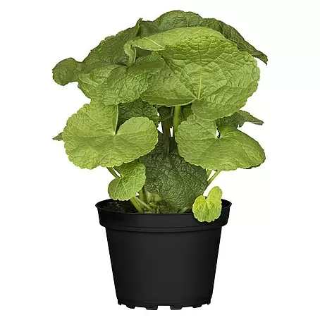 Piardino  Staude Stockrose