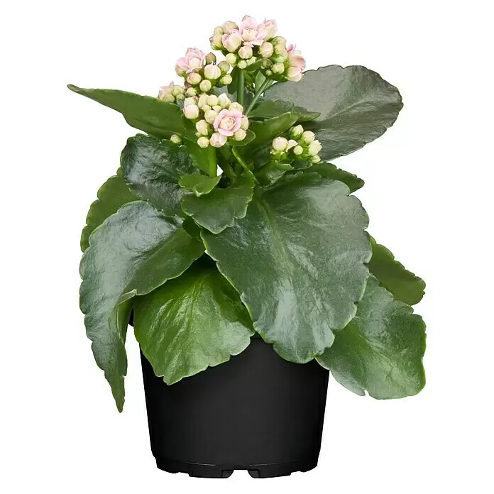 Piardino Flammendes Käthchen CalandivaKalanchoe blossfeldiana 'Calandiva'®, Topfgröße: 11 cm, Sortenabhängig