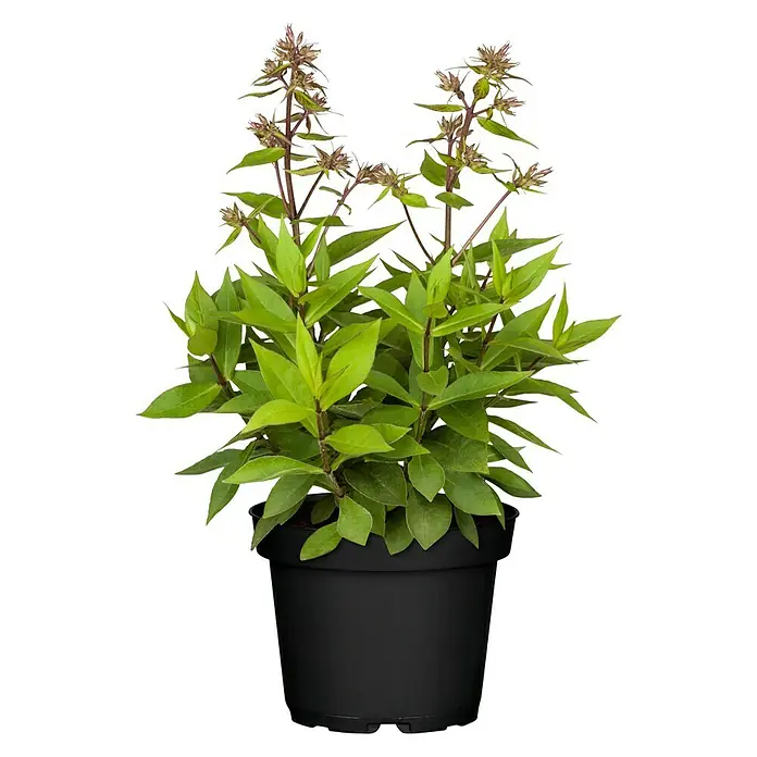 Piardino Hohe Flammenblume - Phlox paniculata, Topfgröße: 13 cm - Nahaufnahme einer Prachtspiere-Pflanze in einem schwarzen Topf. Die Pflanze hat grüne Blätter und braune Blütenstände.