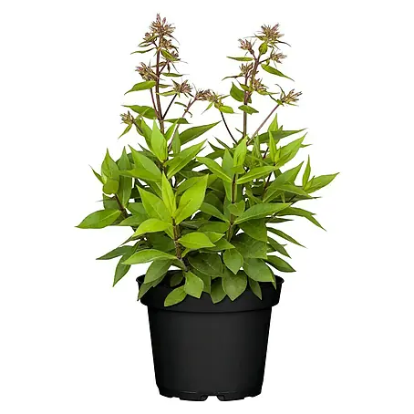 Piardino  Hohe Flammenblume