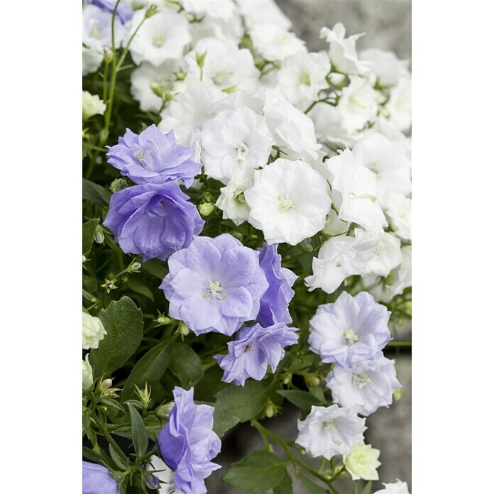 Piardino Glockenblume (Topfgröße: 11 cm, Blau, Gefüllt)