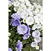 Piardino Glockenblume (Topfgröße: 11 cm, Blau, Gefüllt)