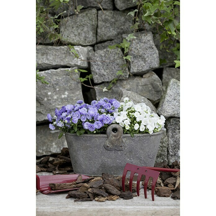 Piardino Glockenblume (Topfgröße: 11 cm, Blau, Gefüllt)