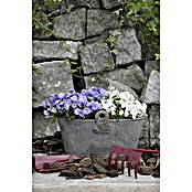 Piardino Glockenblume (Topfgröße: 11 cm, Blau, Gefüllt)
