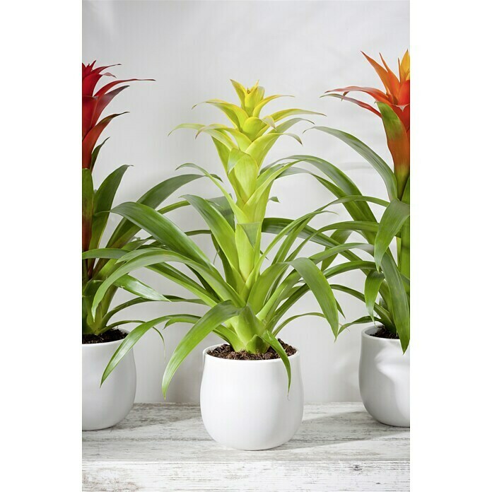 Guzmania Hybride 12 gelb