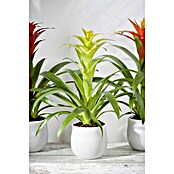 Guzmania Hybride 12 gelb