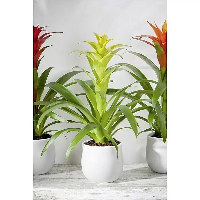 Piardino BromelieGuzmania Hybriden, Topfgröße: 12 cm, Gelb