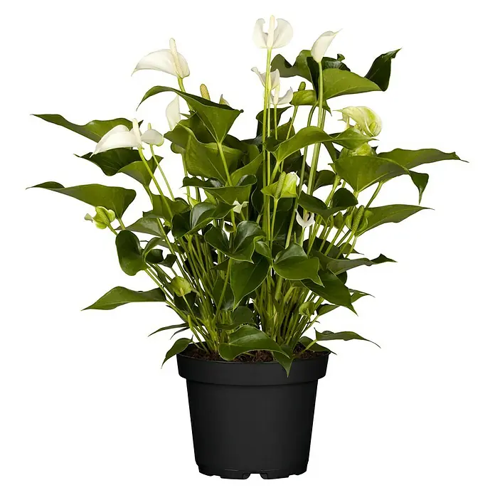 Piardino Flamingoblume - Anthurium x andreanum, Topfgröße: 17 cm, Blütenfarbe: Sortenabhängig - Nahaufnahme einer Anthurie im Topf mit herzförmigen grünen Blättern und weißen Blütenständen, die Eleganz und Frische ausstrahlen.