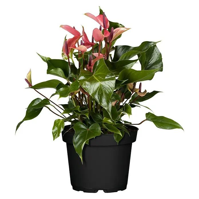 Piardino FlamingoblumeAnthurium x andreanum, Topfgröße: 17 cm, Sortenabhängig