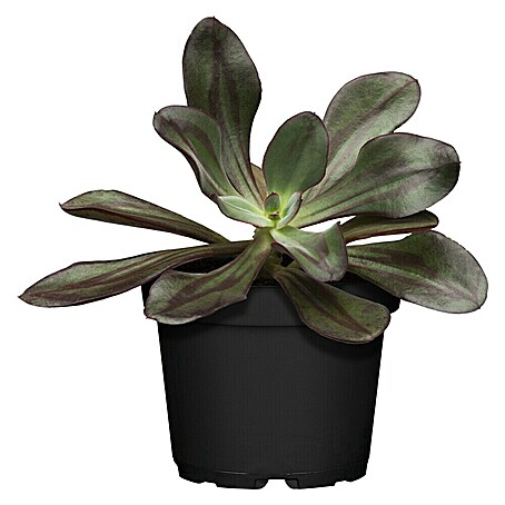 Piardino Rosa de alabastro (Echeveria, Tamaño de maceta: 12 cm, En función de la variedad)