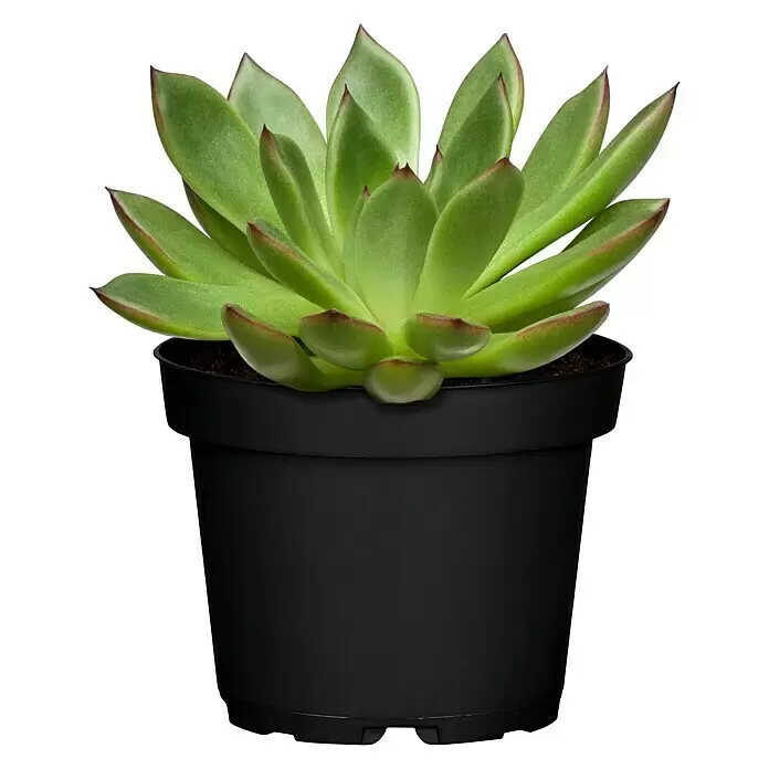 Piardino Echeverie - Echeveria in Sorten gemischt, Topfgröße: 6 cm, Artenabhängig - Vorderansicht