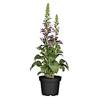 Piardino Garten-Fingerhut (Digitalis Hybriden in Farben gemischt, Topfgröße: 19 cm)