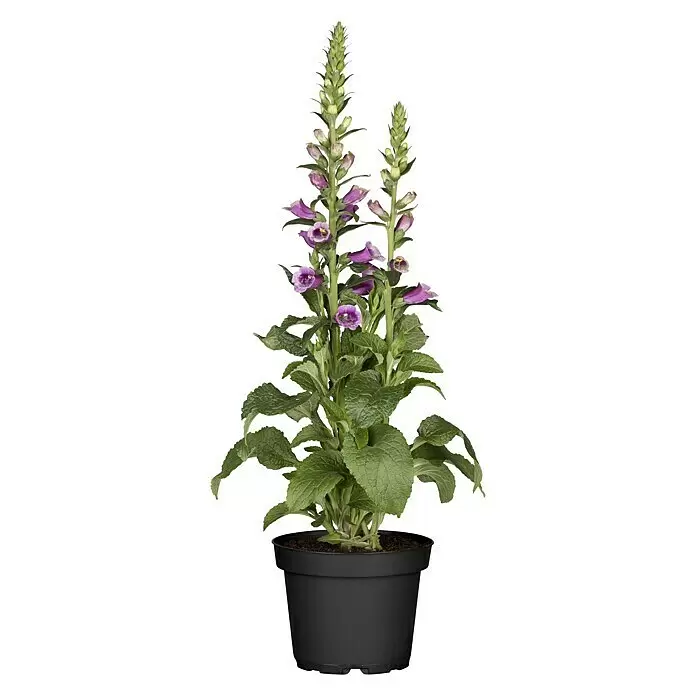 Piardino Garten-Fingerhut - Digitalis Hybriden in Farben gemischt, Topfgröße: 19 cm - Vorderansicht