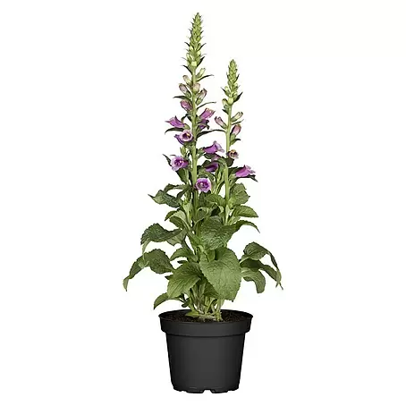 Piardino  Garten-Fingerhut