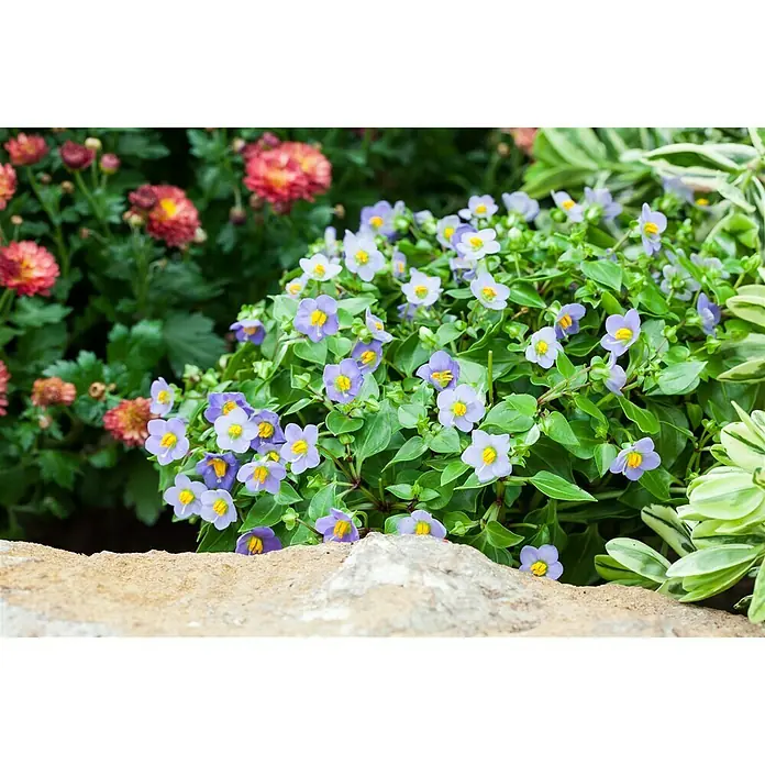Piardino Blaues Lieschen - Exacum affine, Topfgröße: 12 cm, Enzianblau - Nahaufnahme einer Gruppe entzückender Veilchenblüten mit leuchtend gelben Akzenten, die eine lebendige und einladende Gartenszene schaffen.