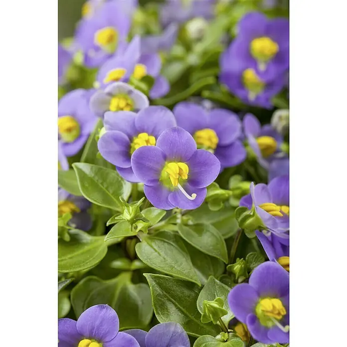 Piardino Blaues Lieschen - Exacum affine, Topfgröße: 12 cm, Enzianblau - Nahaufnahme von blauen Twinspur-Blüten mit gelben Zentren und grünen Blättern, die die zarte Schönheit und botanische Details hervorheben.
