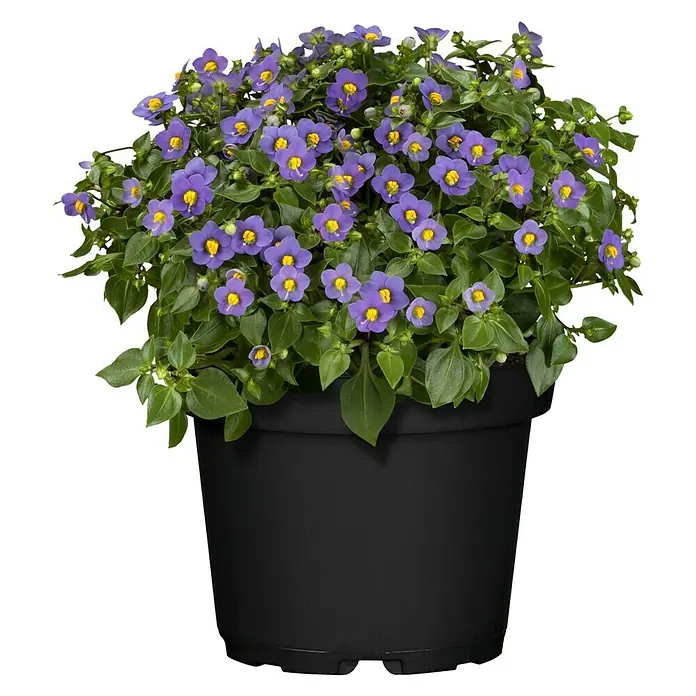 Piardino Blaues Lieschen - Exacum affine, Topfgröße: 12 cm, Enzianblau - Nahaufnahme einer Nemesia-Pflanze mit violetten Blüten und gelben Zentren in einem schwarzen Topf.