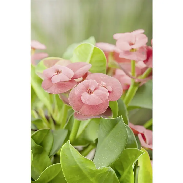 Piardino Coronas de flores - Euphorbia millii, Tamaño de maceta: 12 cm, En función de la variedad - Primer plano de una planta Euphorbia milii con delicadas flores rosas y hojas verdes vibrantes, que muestra su belleza natural.