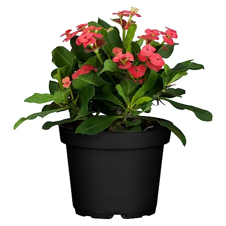 Piardino Coronas de flores