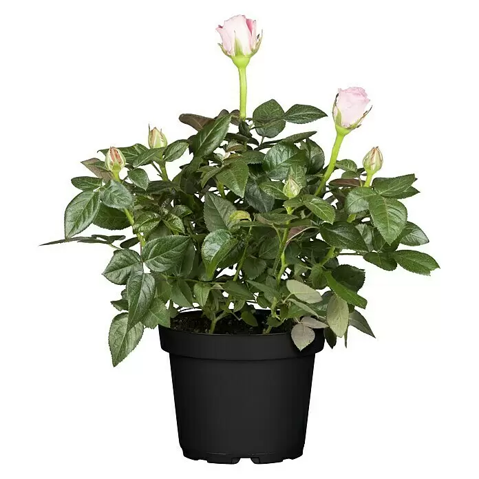 Piardino MiniroseRosa 'Infinity', Topfgröße: 11 cm