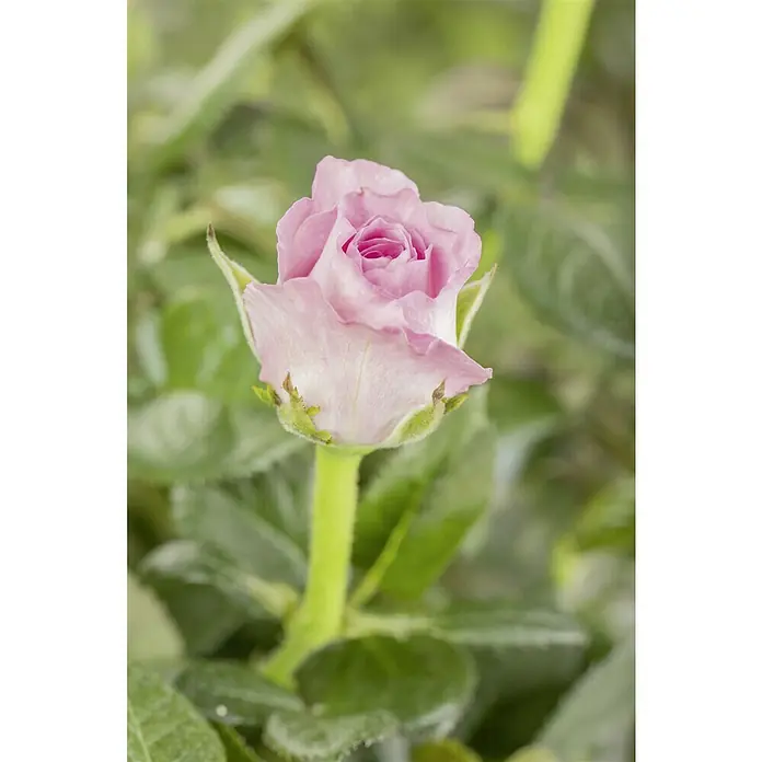 Piardino MiniroseRosa 'Infinity', Topfgröße: 11 cm - Zarte rosa Rosenknospe in Nahaufnahme, umgeben von grünen Blättern. Perfekt für Blumengestecke oder als zarte Dekoration.