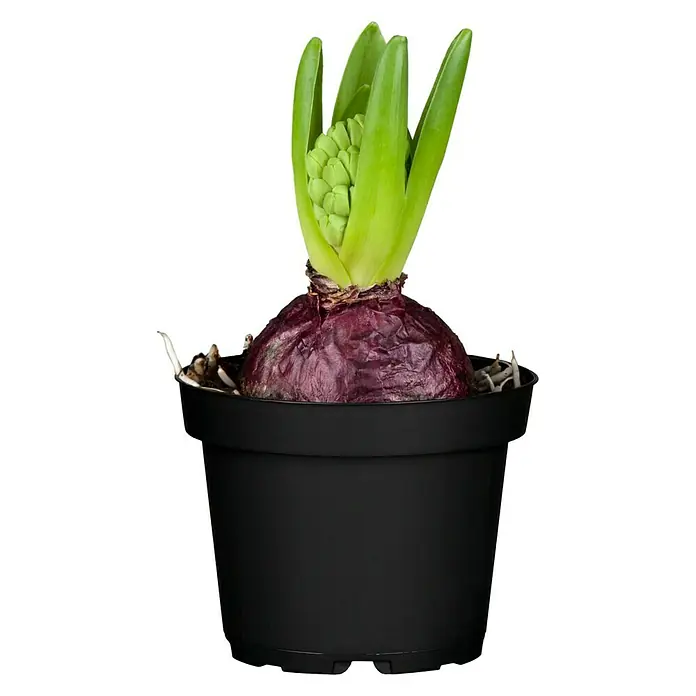Piardino Frühlingsblumenzwiebeln Hyazinthe - Hyacinthus orientalis, 1 Stk., Topfgröße: 9 cm - Nahaufnahme einer Hyazinthe in einem schwarzen Topf, die ihre grüne Blüte zeigt. Perfekt für Zimmer und Gartenliebhaber.