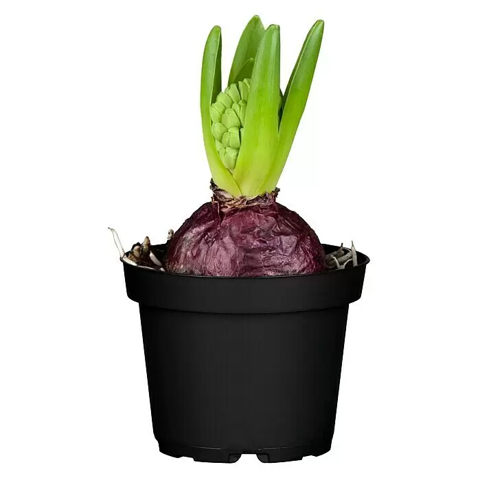 Piardino Frühlingsblumenzwiebeln HyazintheHyacinthus orientalis