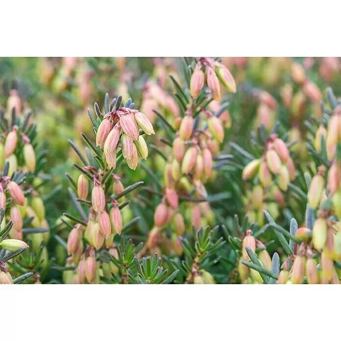 Piardino Winterblühende Heide - Erica darleyensis, Topfgröße: 12 cm, verschiedene Fraben - Stimmungsaufnahme