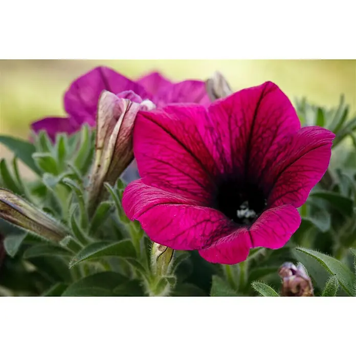 Piardino Petunie - Petunia, Topfgröße: 11 cm, Sortenabhängig - Nahaufnahme einer leuchtend rosa Petunie mit dunklem Zentrum, umgeben von grünen Blättern.