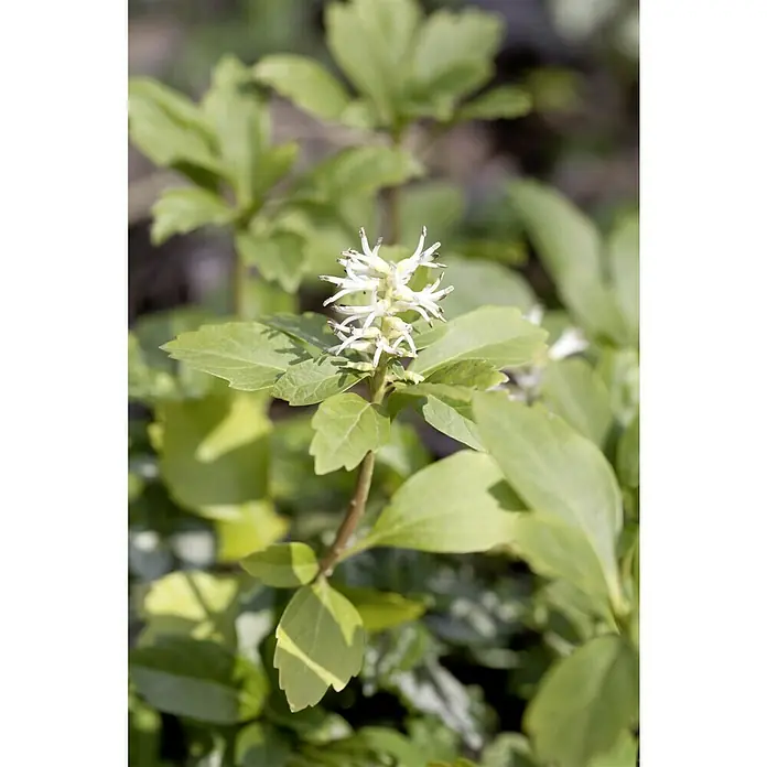 Piardino Dickmännchen Schattengrün - Weiß - Nahaufnahme einer Pachysandra terminalis Pflanze mit grünen Blättern und weißen, stacheligen Blüten.