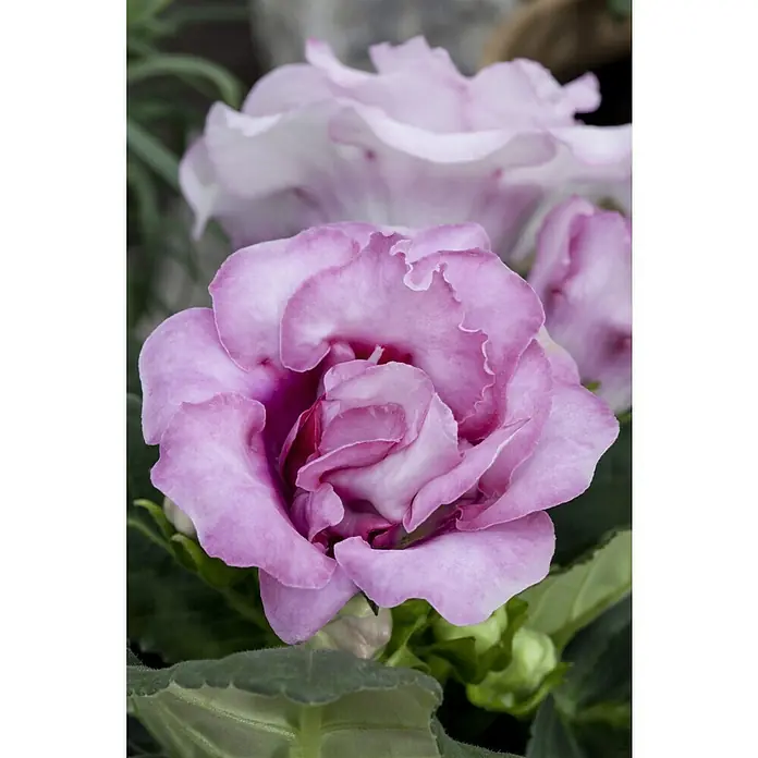 Piardino Falsche Gloxinie - Gloxinia speciosa, Dunkelrosa/Weiß - Nahaufnahme einer Gloxinie mit eleganten, violetten Blütenblättern, die eine zarte und faszinierende Blüte offenbaren.